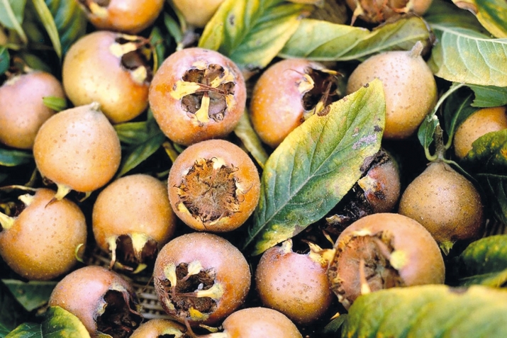 Витаминаз бечедаб