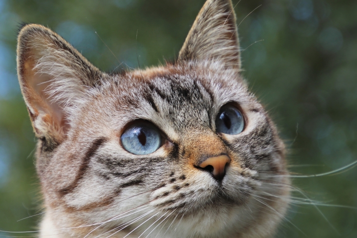Аварагас ﷺ макьу хвезабичIо