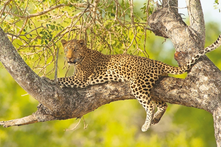 ХIикматал махлукъатал