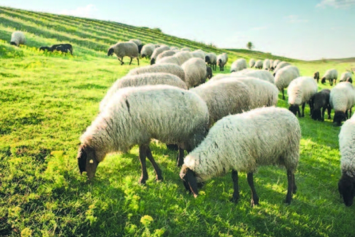 Ариш-веришдилан вуйи закат