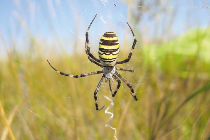 ХIикматал махлукъатал