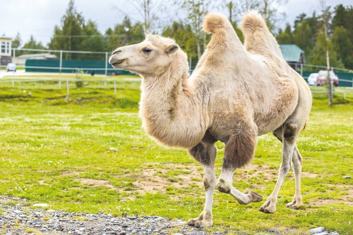 Къуръаналда рехсараб