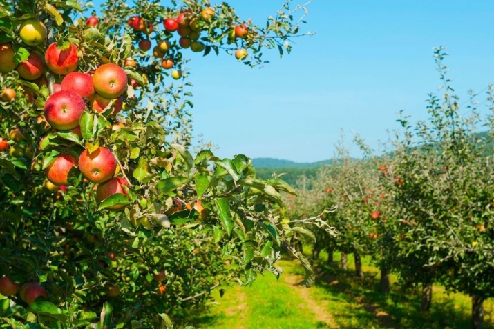 Пихъил ахазул къадар гIемерлъана