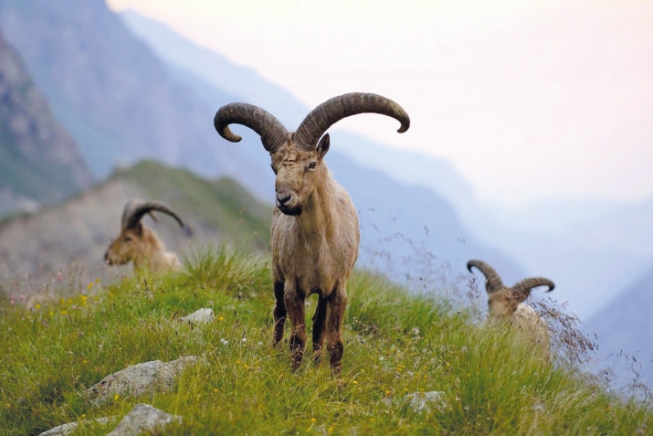 ХIикматал махлукъатал