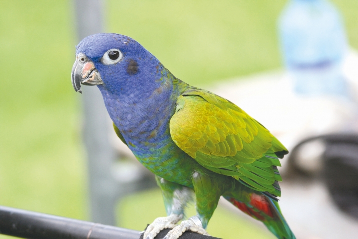 ХIикматал махлукъатал