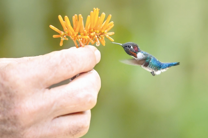 What birds can teach us?