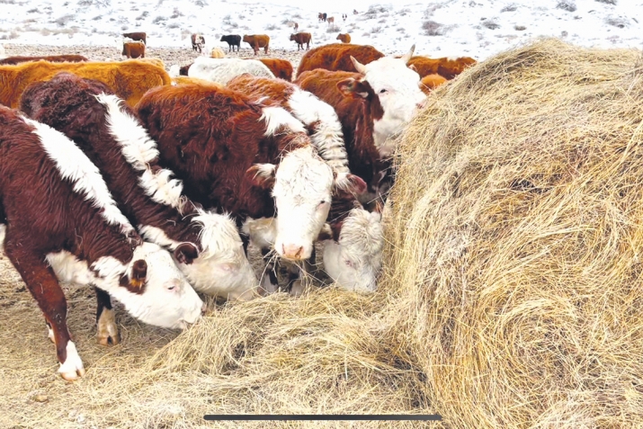 Мал тотоу – ҡот тотоу