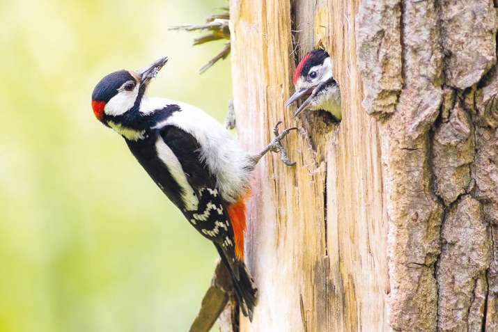 ХIикматал махлукъатал