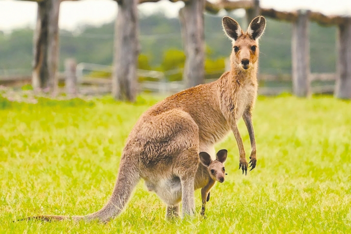ХIикматал махлукъатал