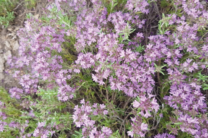 Чабыр үләне (чабрец, тимьян)