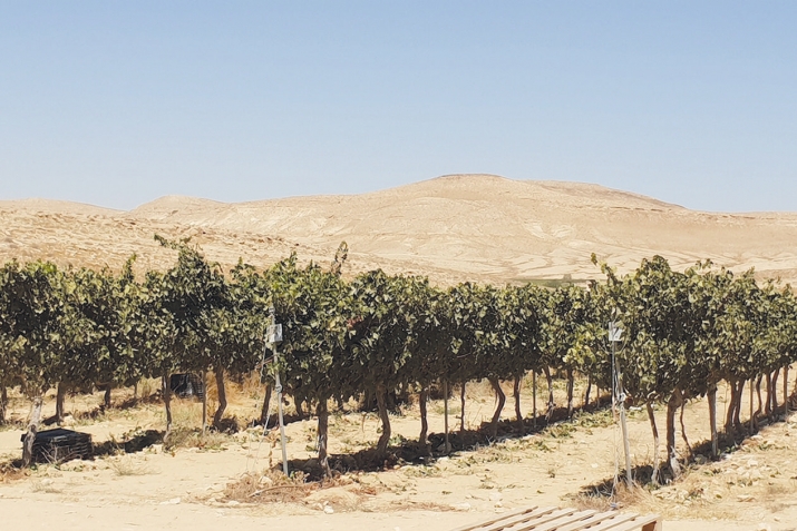 Пәйғәмбәрҙең ﷺ Таифҡа барыуы