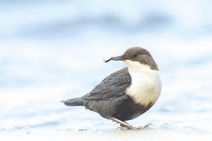 ХIикматал махлукъатал