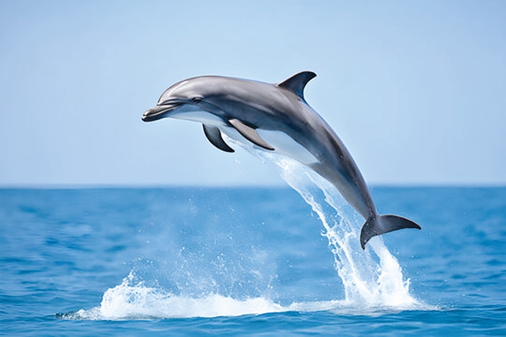 Дельфиннар турында кызыклы мәгълүмат