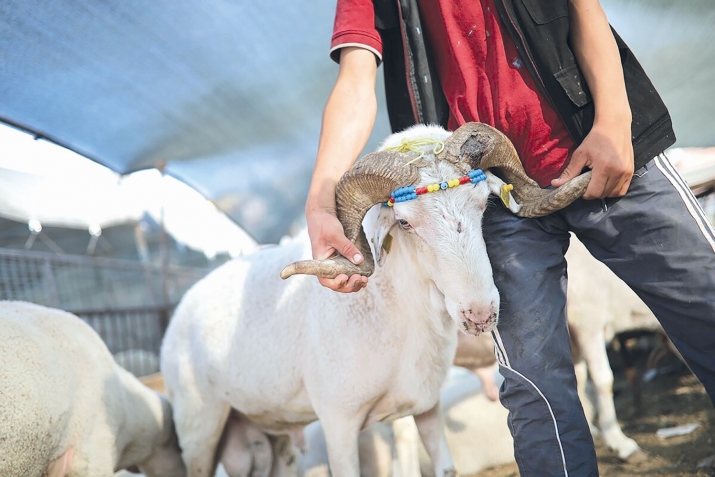    Qurban kəsməyi necə düzgün yerinə yetirmək olar (qurban)