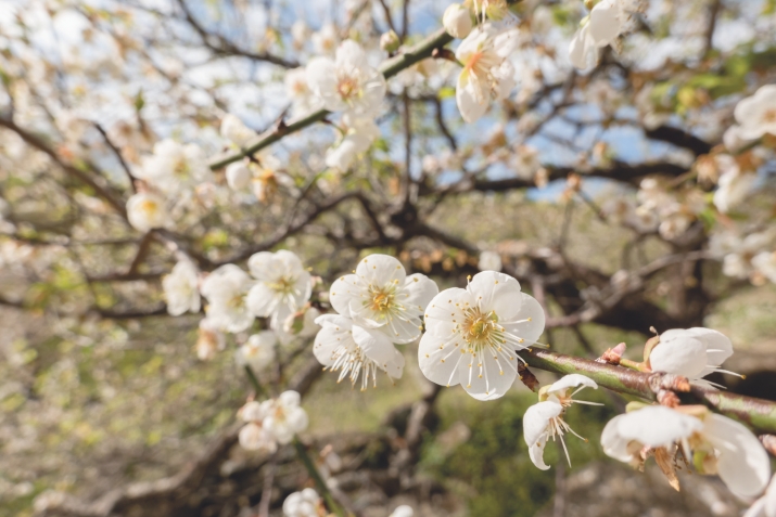 The Soul is Like a Garden, Blooming or Fading