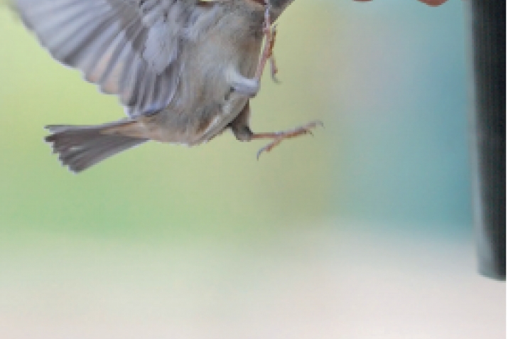 Health tips form Koran  and Sunnah